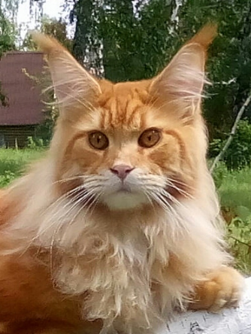 Zeus Largowinch