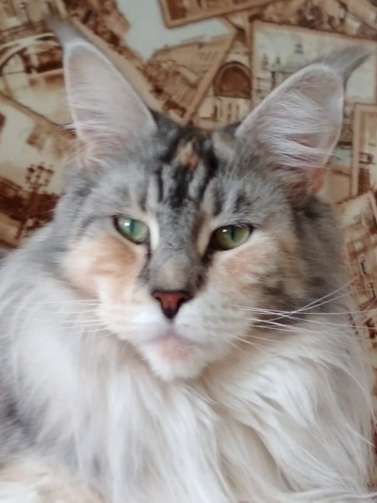 ANiTaCoon Zlata