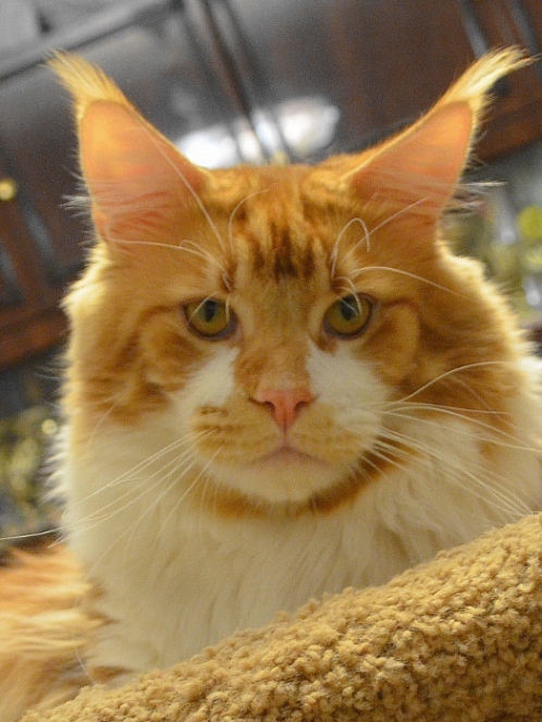 ANiTaCoon Chandler