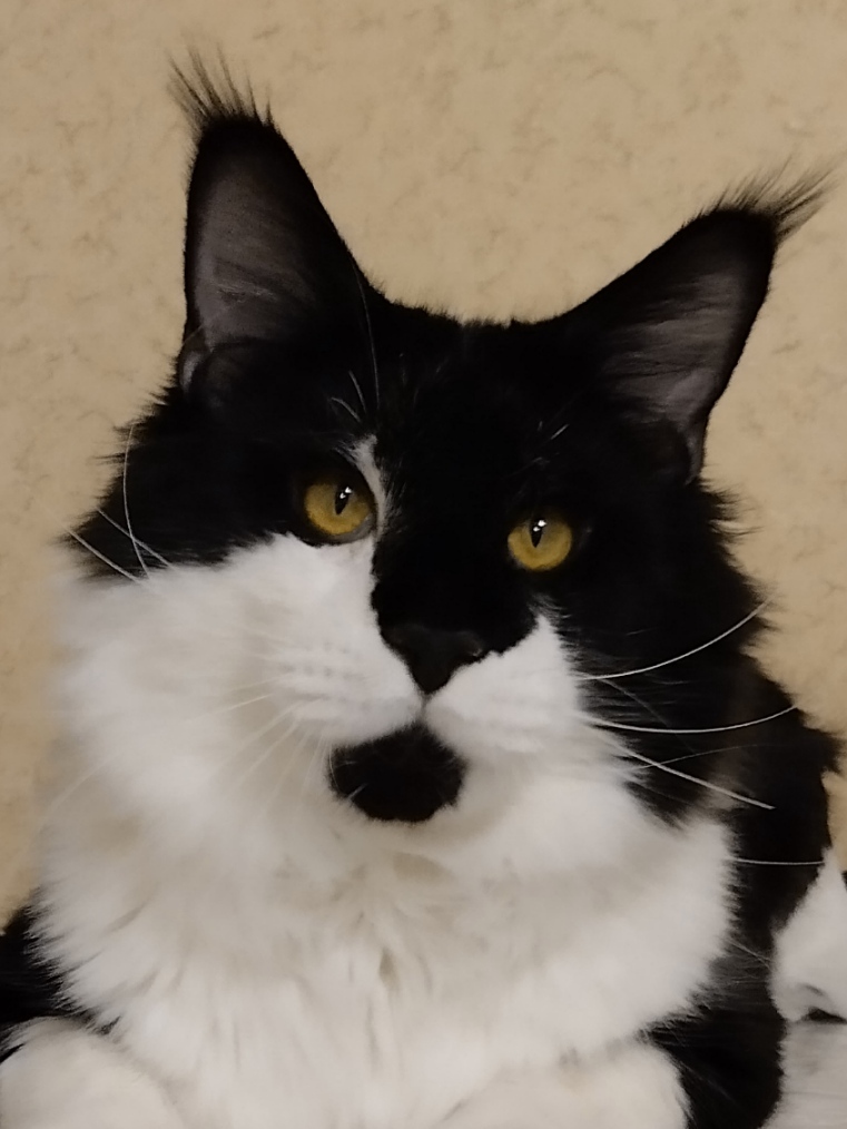 ANiTaCoon Picasso&nbsp;