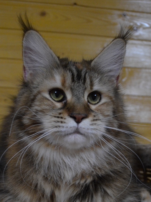 ANiTaCoon Quadrille