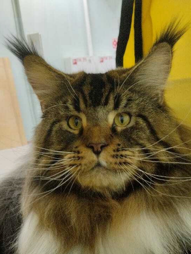 ANiTaCoon Titan