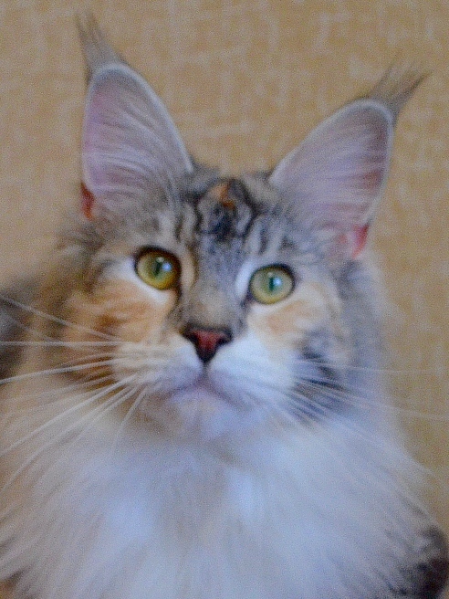 ANiTaCoon Zlata