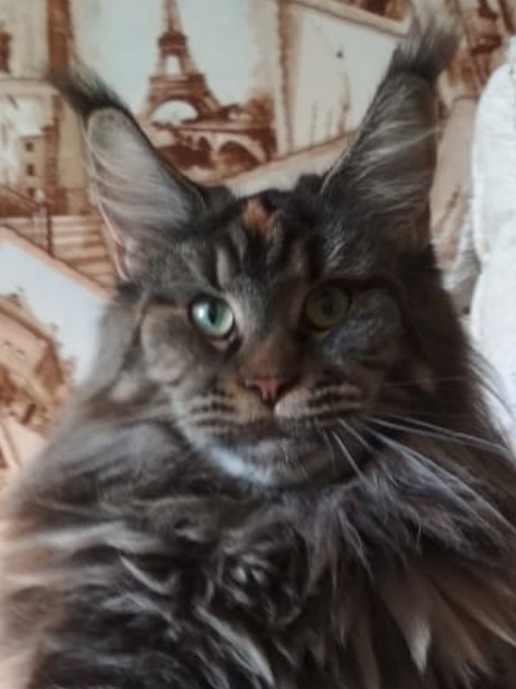 ANiTaCoon&nbsp; Harmony