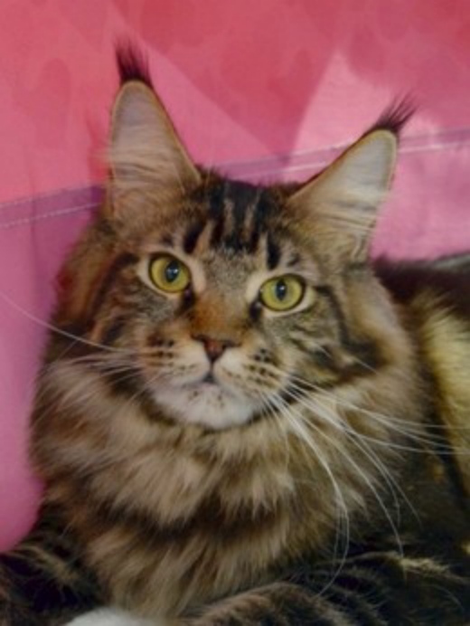 ANiTaCoon Afina