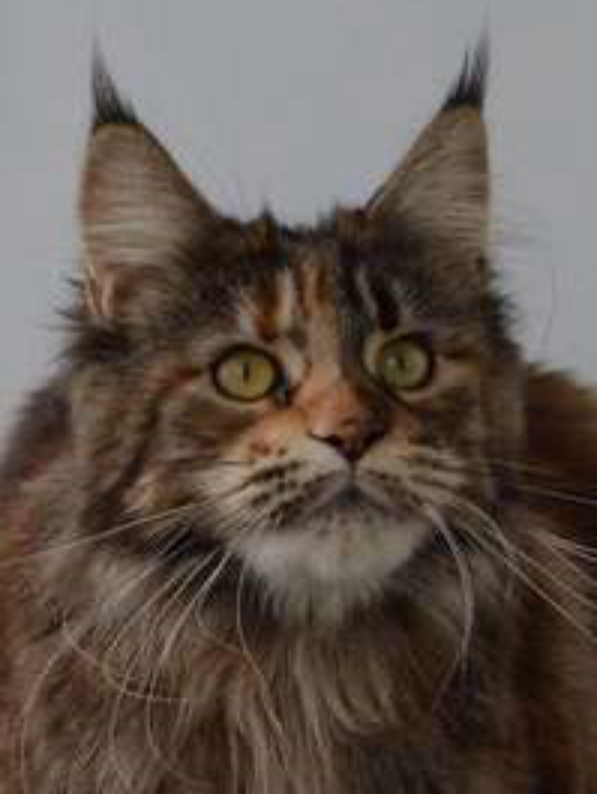 ANiTaCoon California