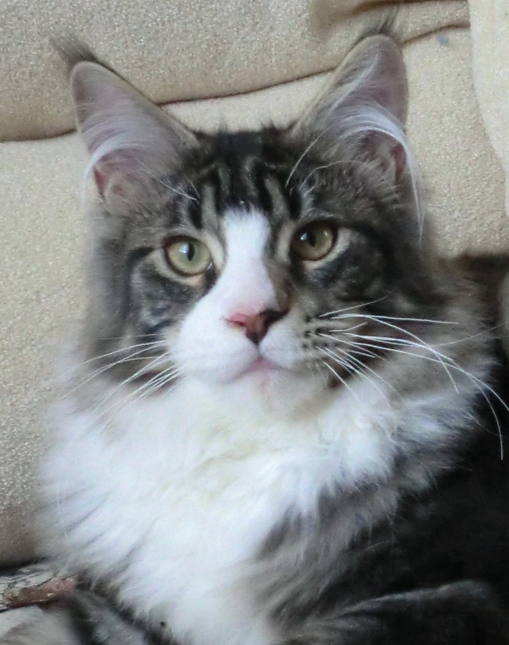Justcoons Tim Panelli