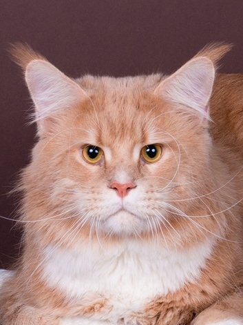 &nbsp;Richcoon*Ru A.Seva