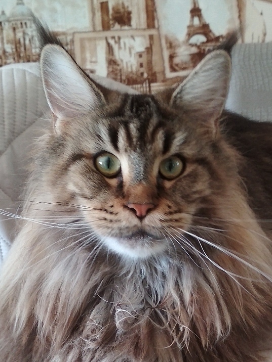 ANiTaCoon Krasava