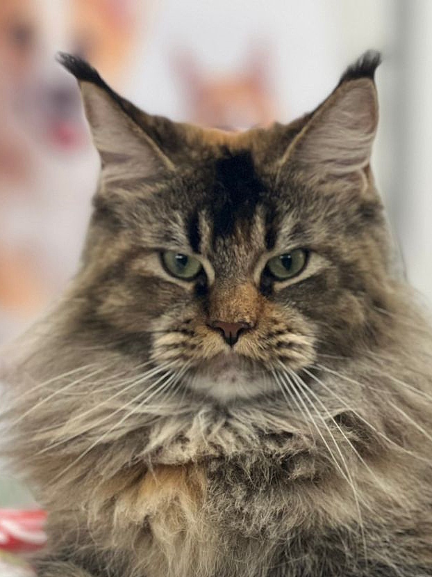 Barbie Talurel from ANiTaCoon&nbsp;