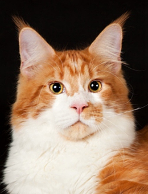 Richcoon's Don Savelion