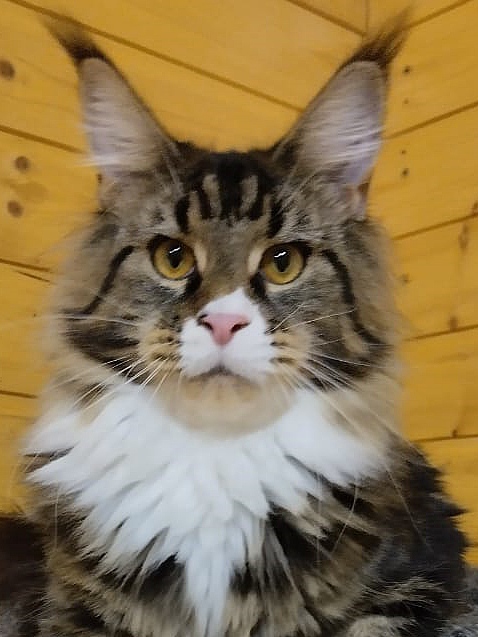 ANiTaCoon Warvara