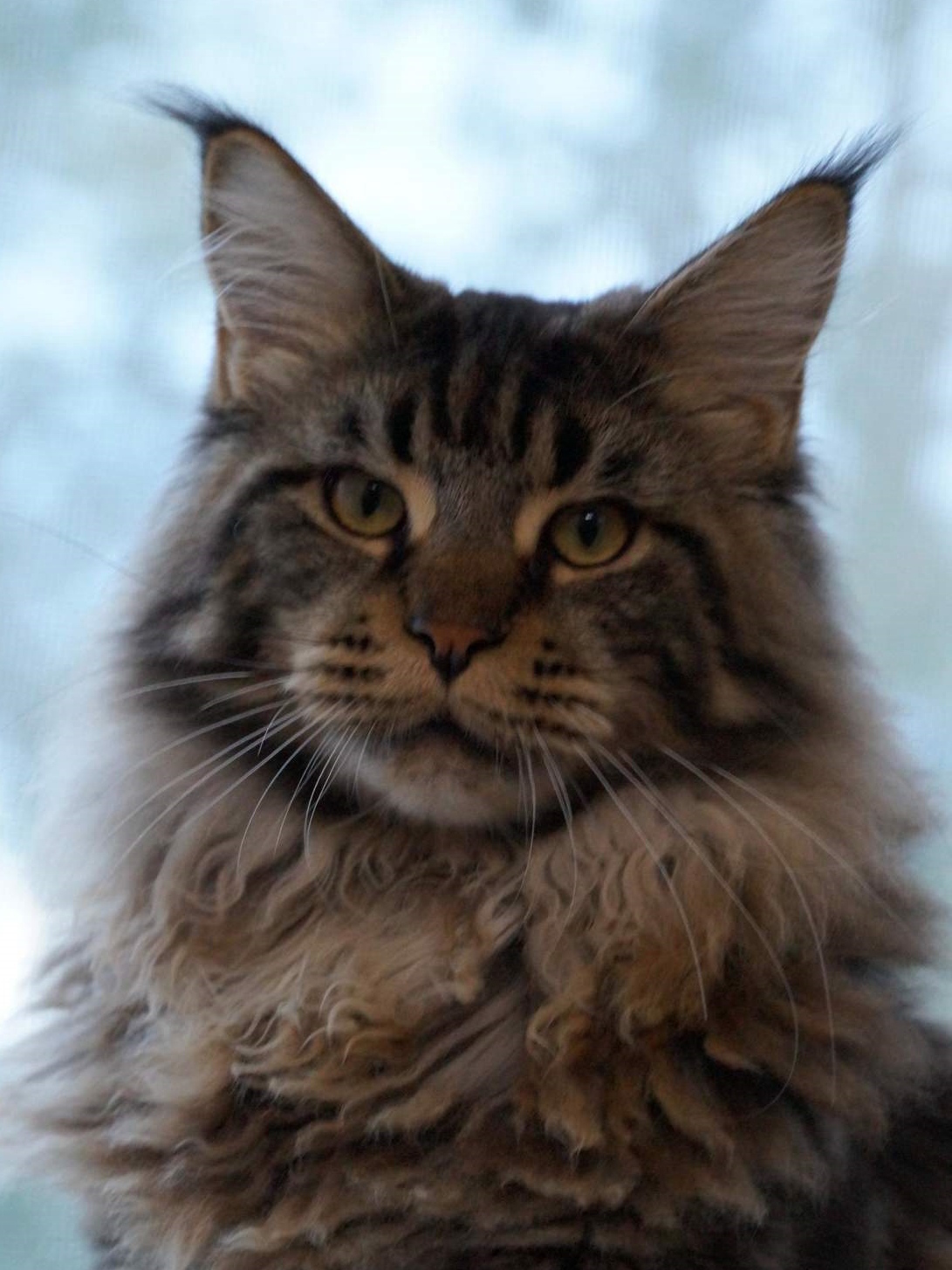 ANiTaCoon Tagil