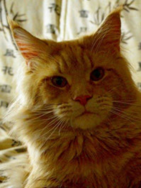 Benjamin Button Beautiful Cat