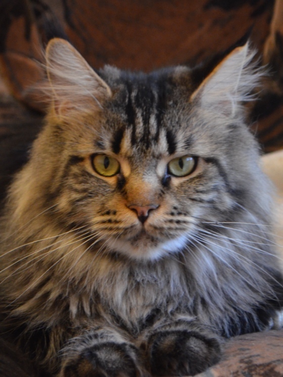 ANiTaCoon Afina